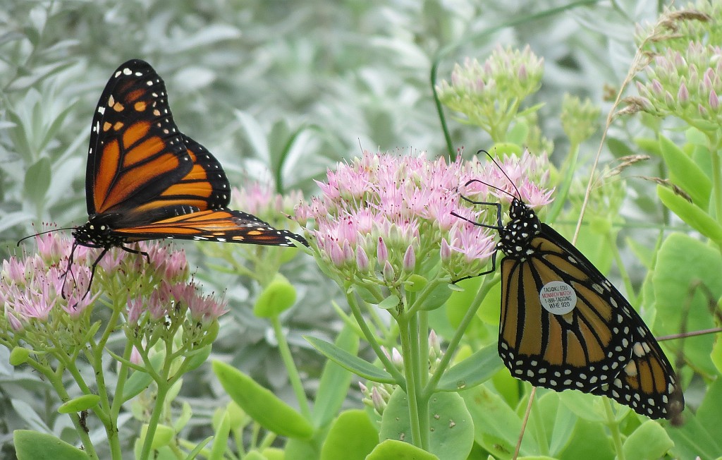 Two Released Monarch Butterflies
