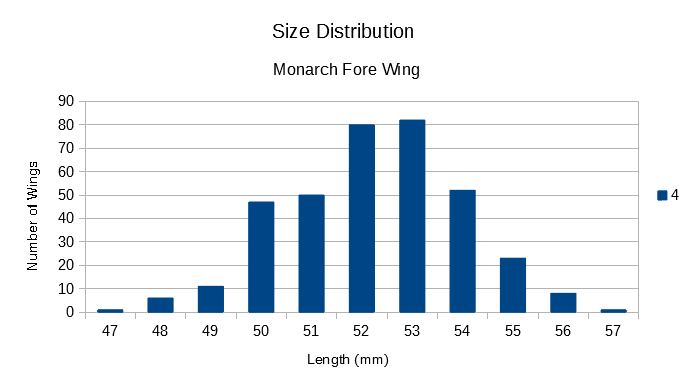 Size range of Monarch Butterflies - fore-wing