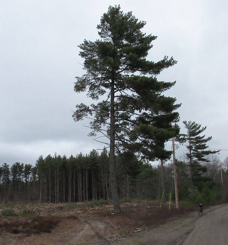 Line White Pine at clear cut site